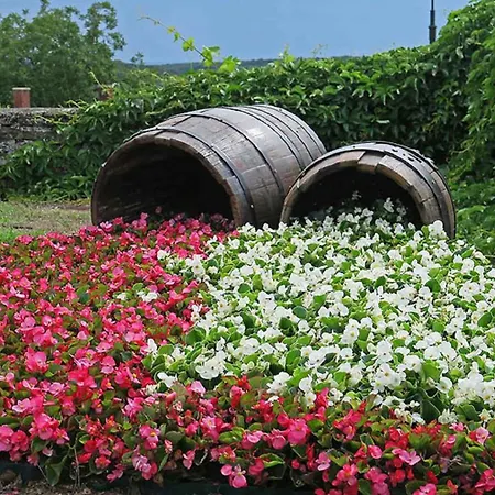 In - Balaton 53718 * Tihany