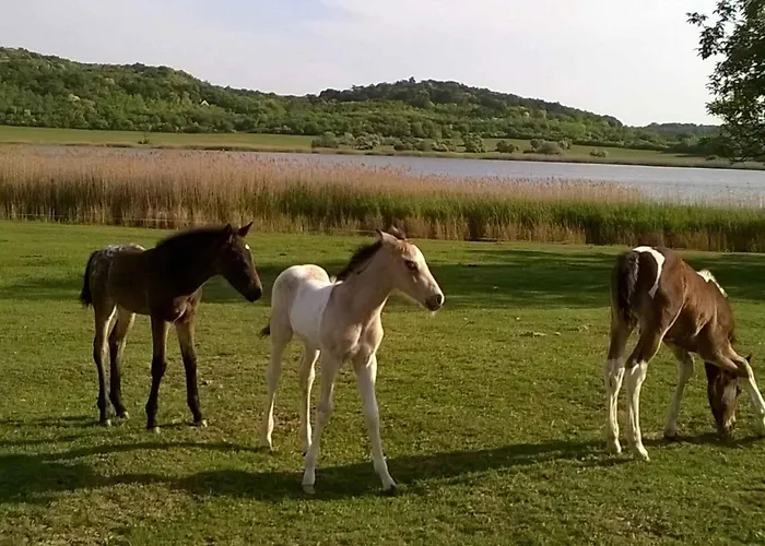 In - Balaton 53718 *